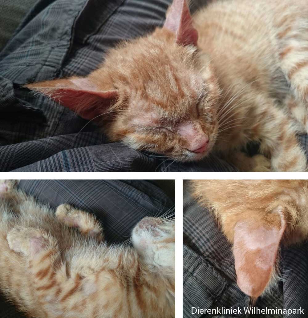 Een kitten van 3 maanden met kalige plekken 1 week later